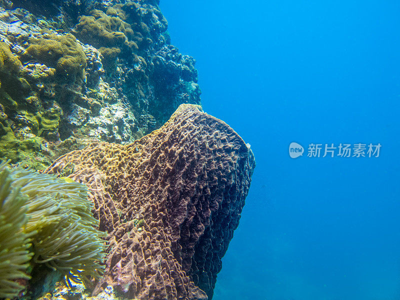 珊瑚漂白(Xestospongia testudinaria)全球变暖